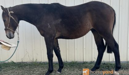 2yo ASH gelding  on HorseYard.com.au