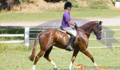 Blingy chestnut mare on HorseYard.com.au