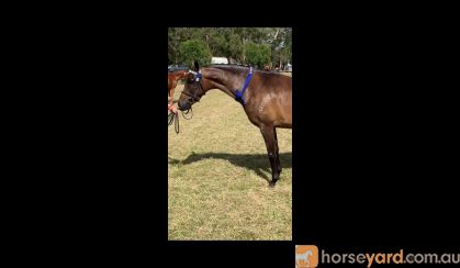 Quality Pony Mare on HorseYard.com.au