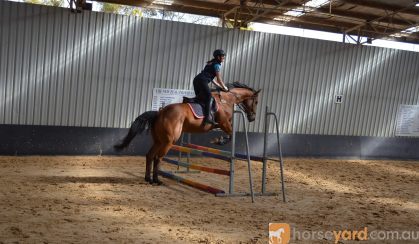 Potential Eventer 5YO TB on HorseYard.com.au