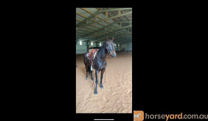 Stockhorse Gelding on HorseYard.com.au