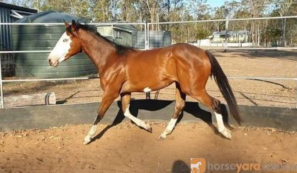 BLINGY TB x Paint Filly on HorseYard.com.au