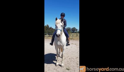 Solid 16hh 13 yo Andulsian on HorseYard.com.au