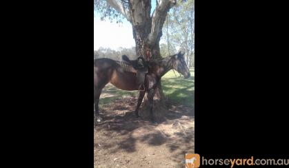 Ideal Pony Club Mount on HorseYard.com.au