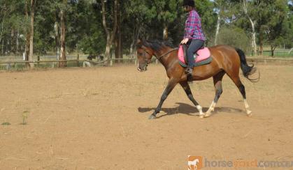 Stunning mare on HorseYard.com.au