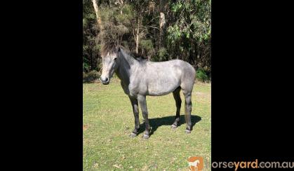 Brumby Colt on HorseYard.com.au