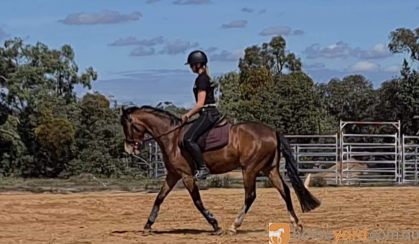 Royal Quality Large Hunter Pony on HorseYard.com.au