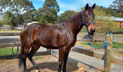 OTT on HorseYard.com.au