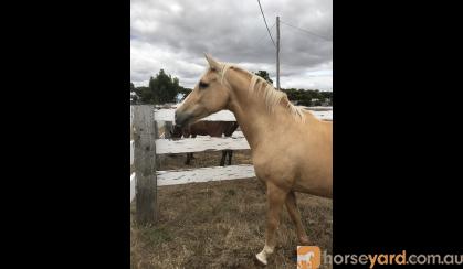 Lovely Palomino Mare on HorseYard.com.au