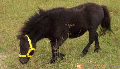 Miniature Horse/Pony Mare on HorseYard.com.au