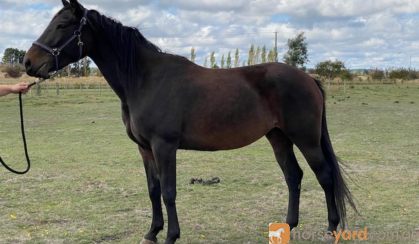 Thoroughbred x Gypsy in Foal to Purebred Clydesdale- Urgent sale Price Drop on HorseYard.com.au