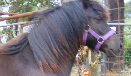 Heavy/traditional SHETLAND yearling filly on HorseYard.com.au