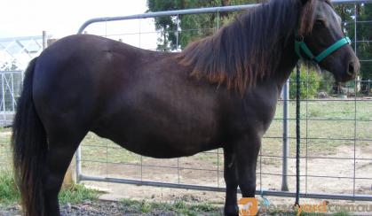 Heavy/traditional SHETLAND yearling filly on HorseYard.com.au