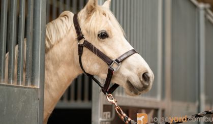 Pretty palomino pony  on HorseYard.com.au