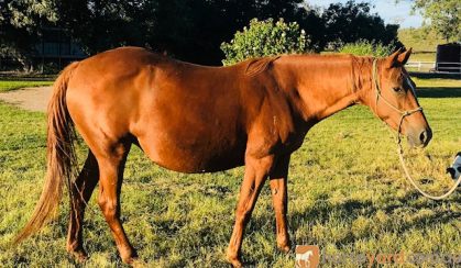 Registered ASH Mare PTIF on HorseYard.com.au