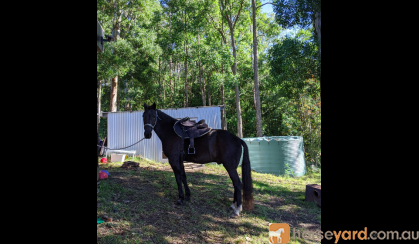 Sweet 15HH Standardbred 'Jet' on HorseYard.com.au