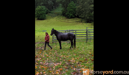 Sweet 15HH Standardbred 'Jet' on HorseYard.com.au