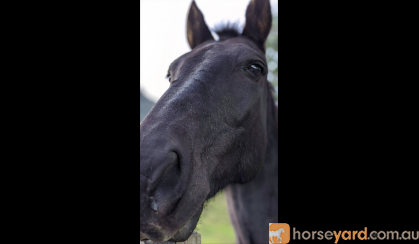 Sweet 15HH Standardbred 'Jet' on HorseYard.com.au