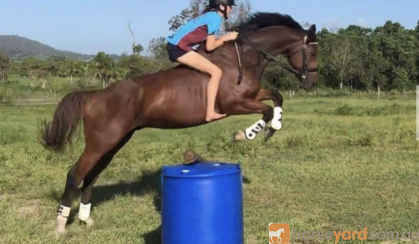 15yo OTTB gelding  on HorseYard.com.au