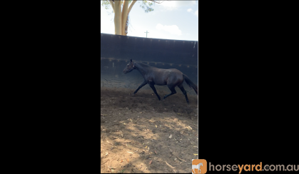 FUTURE SMALL GALLOWAY STAR on HorseYard.com.au