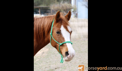 Rope Halters on HorseYard.com.au