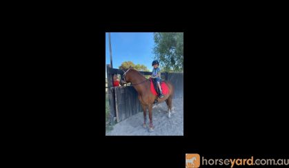 Lovely 14.2hh quarter horse allrounder  on HorseYard.com.au