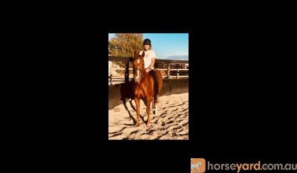Lovely 14.2hh quarter horse allrounder  on HorseYard.com.au