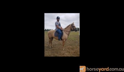 Qh palomino mare on HorseYard.com.au