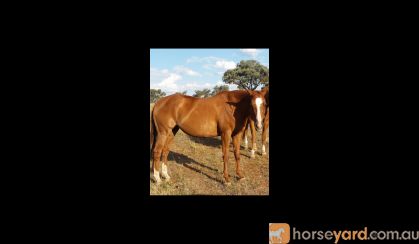 Outstanding broodmare on HorseYard.com.au