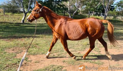 Quiet Sweet Mare on HorseYard.com.au