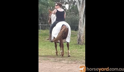 Quiet Sweet Mare on HorseYard.com.au