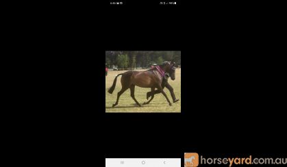 Quality Pony Mare on HorseYard.com.au