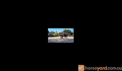 OTTB For Sale on HorseYard.com.au