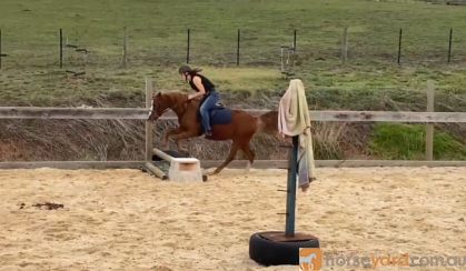 Friendly Australian Riding Pony on HorseYard.com.au