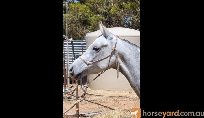 SIA on HorseYard.com.au