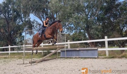 SMART GELDING WITH HUGE SCOPE  on HorseYard.com.au