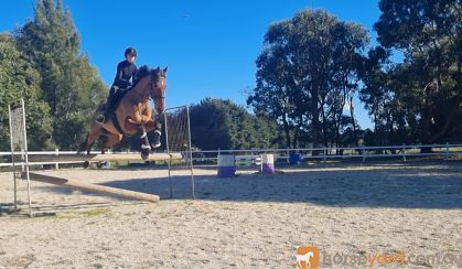 SMART GELDING WITH HUGE SCOPE  on HorseYard.com.au