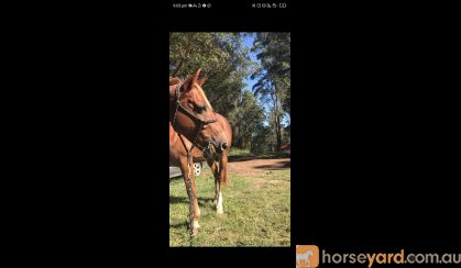 Flaxen Chestnut Gelding  on HorseYard.com.au