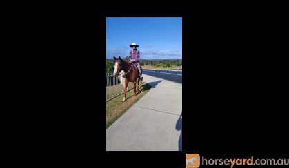 OTTB Mare 16hh 9yr on HorseYard.com.au