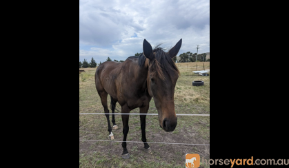 15.3hh 4yo OTTB on HorseYard.com.au