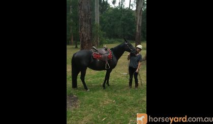 Australian stock horse mare on HorseYard.com.au