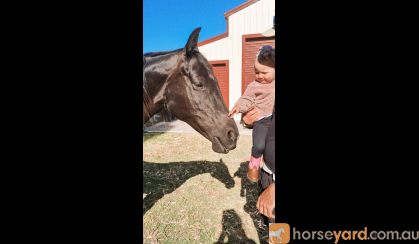 Australian stock horse mare on HorseYard.com.au