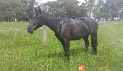 Australian stock horse mare on HorseYard.com.au