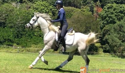 Grey Arabian gelding on HorseYard.com.au