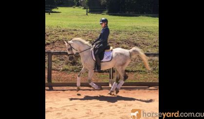 Grey Arabian gelding on HorseYard.com.au