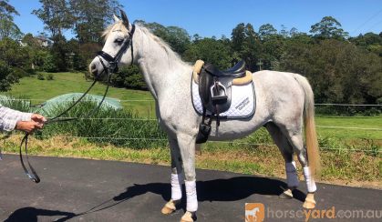 Grey Arabian gelding on HorseYard.com.au
