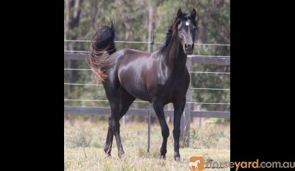 Tall Black Arabian Beauty on HorseYard.com.au