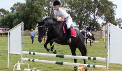 Stunning Black Andalusian x TB mare on HorseYard.com.au