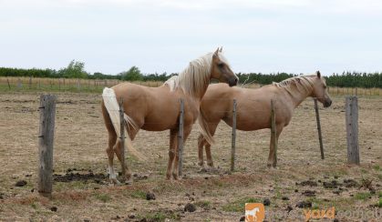 22 yo Palomino stallion for free lease  on HorseYard.com.au