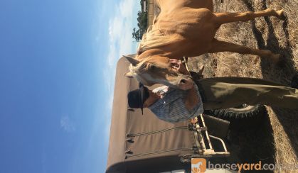 22 yo Palomino stallion for free lease  on HorseYard.com.au